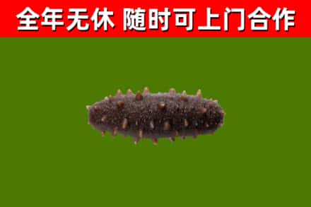 兴宁市回收海参干